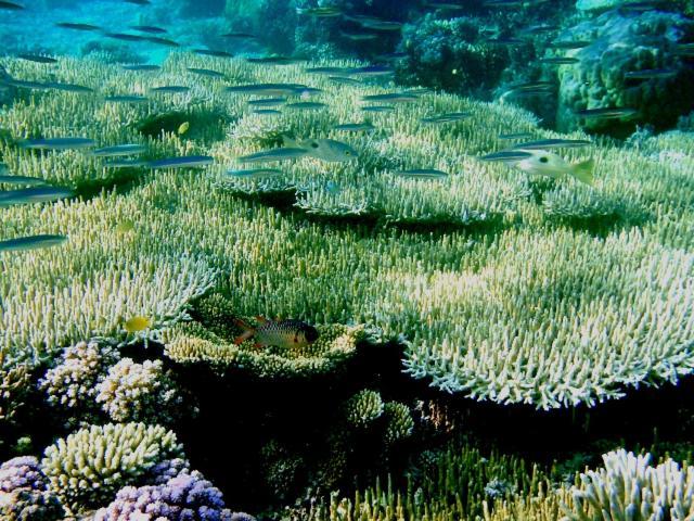 Bolilanga Island Resort - Togean Island Angkayo ภายนอก รูปภาพ