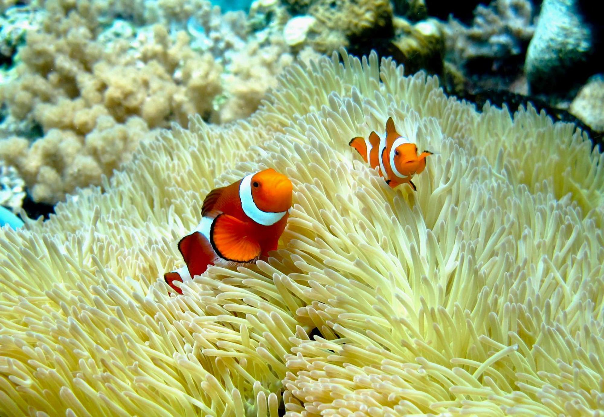 Bolilanga Island Resort - Togean Island Angkayo ภายนอก รูปภาพ